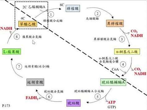 克氏循環口訣